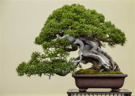 Care guide for the Juniper Bonsai tree (Juniperus) - Bonsai Empire