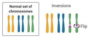 Chromosomal Mutation: Causes, Mechanism, Types, Examples