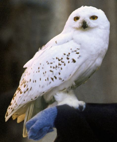 Snowy owl | Harry Potter Wiki | FANDOM powered by Wikia | Harry potter creatures, Harry potter ...