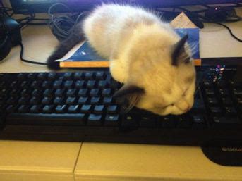 Cats and Keyboards: A Guide to Protecting Your Keyboard from Feline Companions - Das Keyboard ...