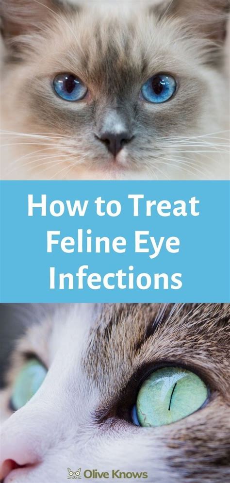 Inspirating Tips About How To Treat Feline Eye Infection - Unfuture38