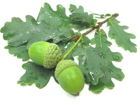 Oak tree leaves and nuts stock photo. Image of nutshell - 18553538