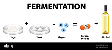 Alcoholic fermentation chemical equation Stock Vector Image & Art - Alamy