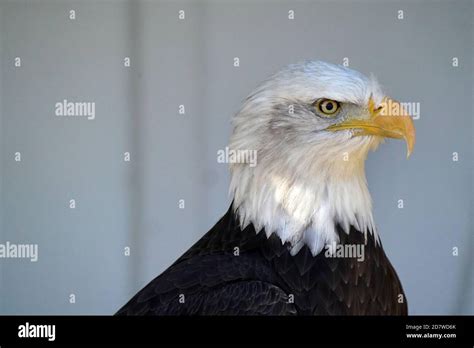 Bald Eagle Closeup Stock Photo - Alamy