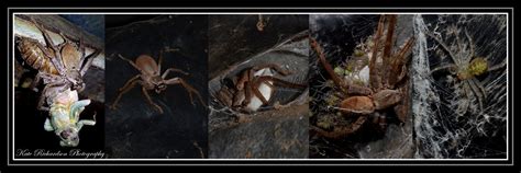 Huntsman spider with babies by DesignKReations on DeviantArt