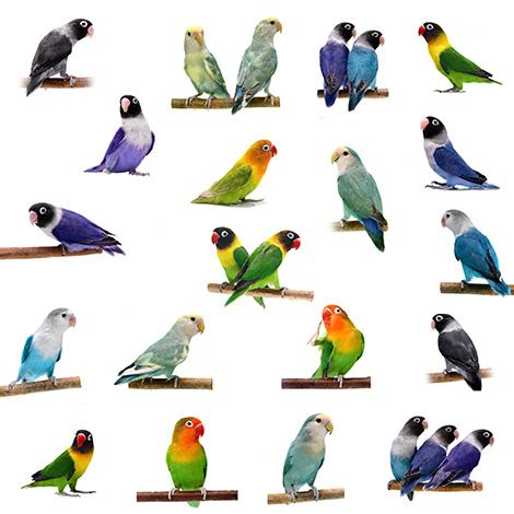 Pet Parrots Breeds