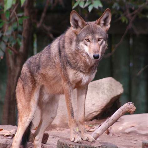 Red Wolf - Fresno Chaffee Zoo