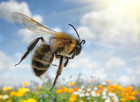 Seven bee species put on the endangered species list - Earth.com