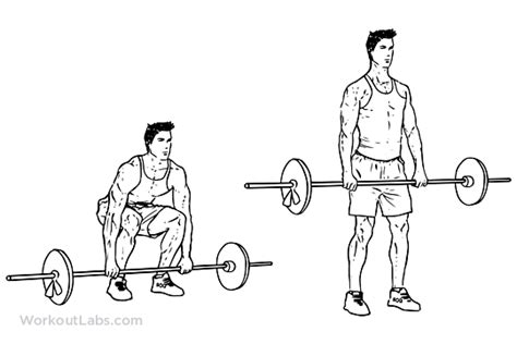 Barbell Deadlift | Illustrated Exercise guide - WorkoutLabs