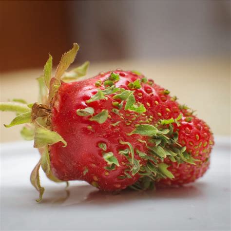 How To Germinate Strawberry Seeds? - BroadPick