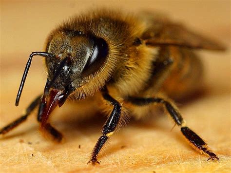 Free picture: honeybee, insect, apis mellifera