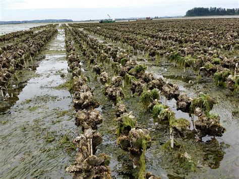 Oyster Farming — Penn Cove Shellfish