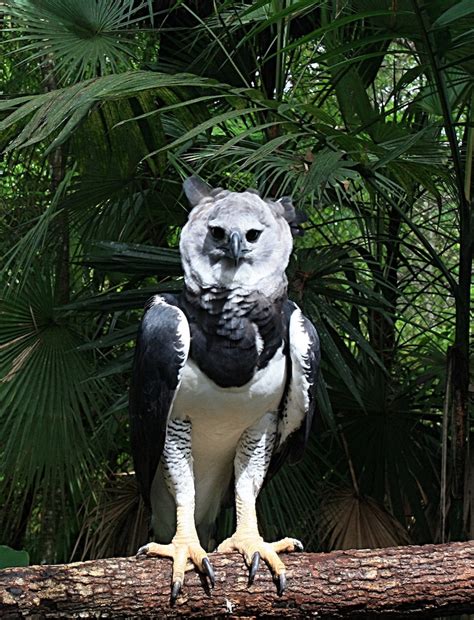 Monster Bird Is One Of The World's Largest Eagles