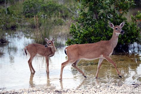 The National Key Deer Refuge, Big Pine Key | Noni Cay Photography