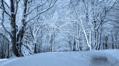 Winter Forest Wallpaper - WallpaperSafari