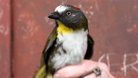 Ornithologists Identify Two New Species of Toxic Birds | Sci.News