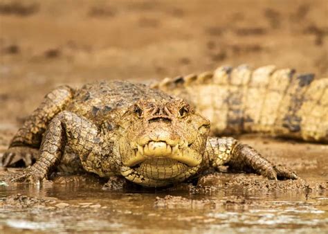 24 Spectacled Caiman Facts: Guide to Caiman crocodilus | Caiman, Ecuador animals, South america ...