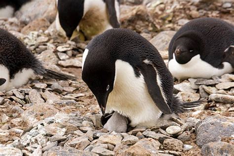 150+ Penguin Hatching Photos Stock Photos, Pictures & Royalty-Free Images - iStock