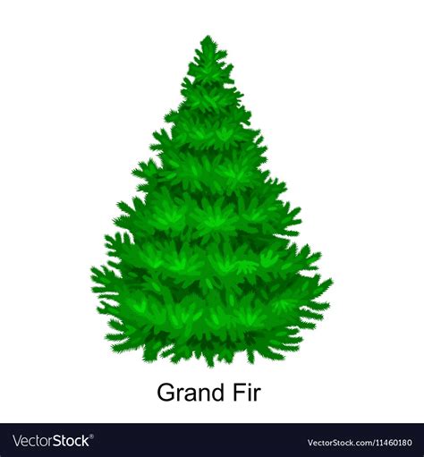 Christmas tree like grand fir for new year Vector Image