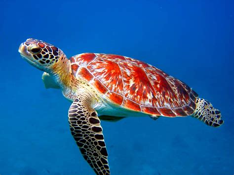 Sea Animal Turtle Free Wallpapers - Animals Wallpapers