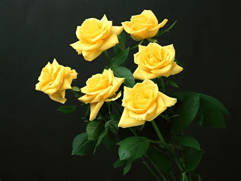 wallpapers: Yellow Rose Wallpapers