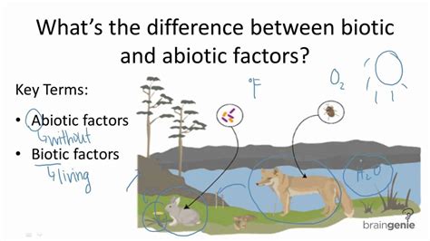 Abiotic Factors In An Ecosystem