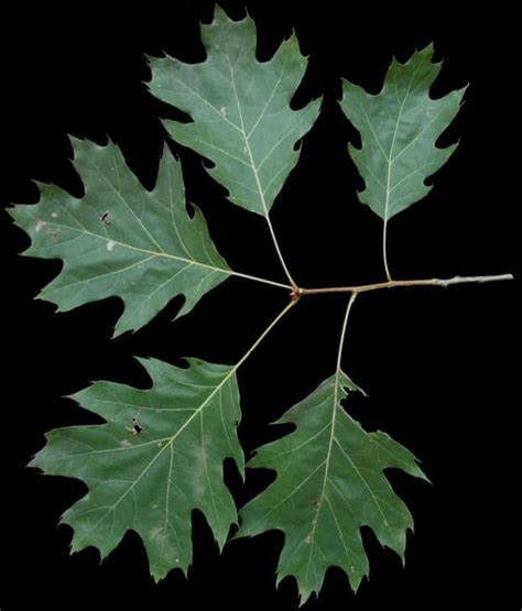 Types Of Oak Tree Leaves