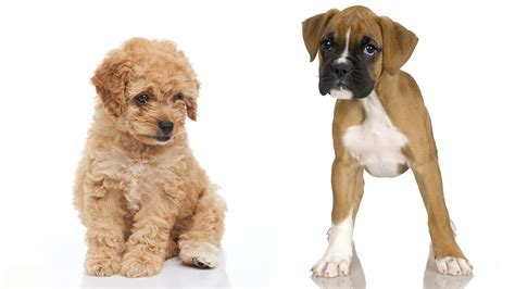 boxer poodle puppies - Puppy And Pets