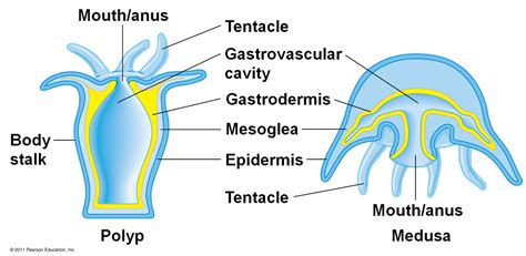 Medusa &' Polyp - PHYLUM CNIDaRIAn