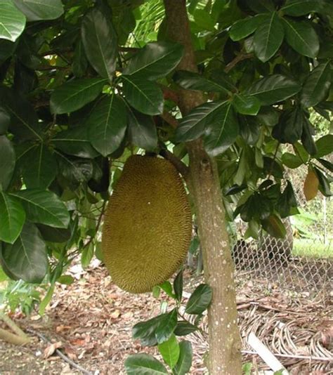 Jackfruit Varieties