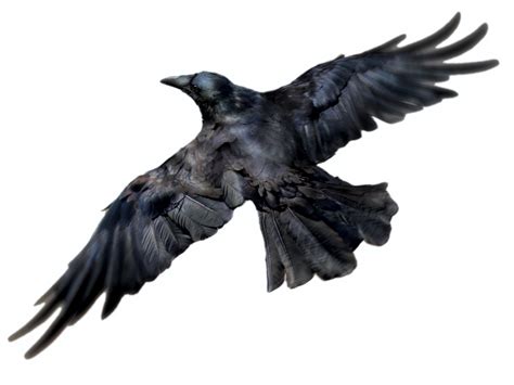 Flying Rook Bird PNG File | PNG All