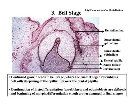 Картинки по запросу the development of teeth histology | Картинки