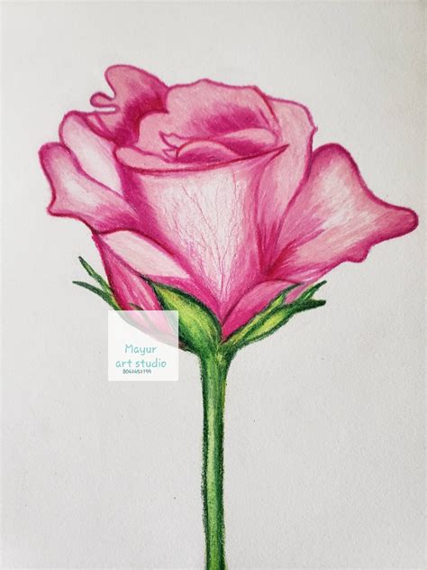 Rose Flower Bud Sketch Original Color Pencil Art/pink Red Floral Illustration Set Gifts for Her ...