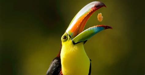 Keel-Billed Toucan - A-Z Animals