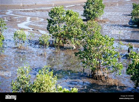 Trees in wetland Stock Photo - Alamy