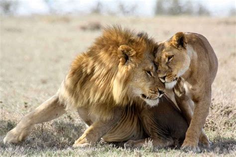 African Lion Safari – African Safari Tours & Holidays Kenya Blog