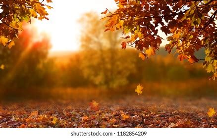 2831 Free CC0 Fall wallpaper Stock Photos - StockSnap.io