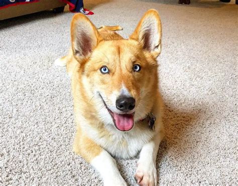 Corgi Husky Mix | 12 Amazing Things About Horgi Dogs