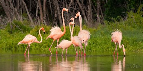 Florida Photography from a Canoe: Flamingos sited in Everglades City