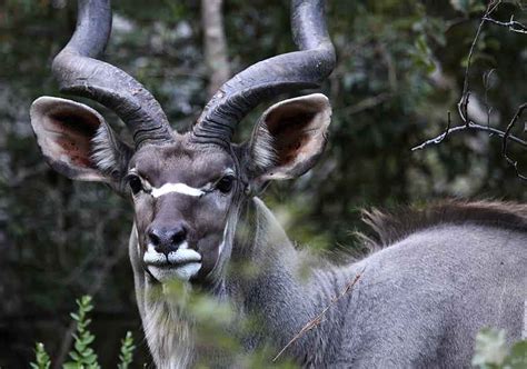 List African Animals With Horns : African Gazelles And Antelope Klipspringer Topi Ugandan Kob ...