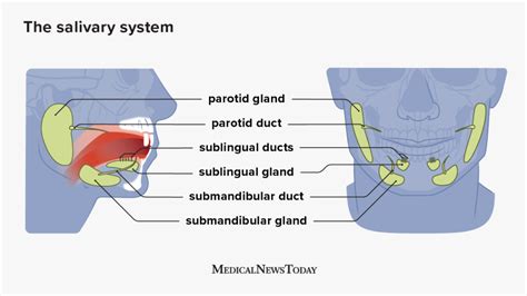 Swollen Parotid Lymph Node