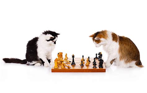 270+ Cat Playing Chess Stock Photos, Pictures & Royalty-Free Images ...