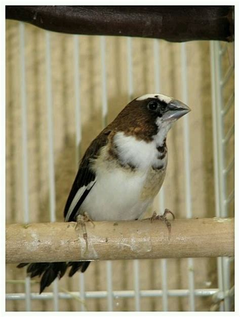 Society finch | Finches bird, Pet birds, Small pets