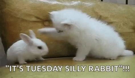 Funny Tuesday GIFs | Tenor