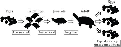 Eastern Box Turtle Life Cycle