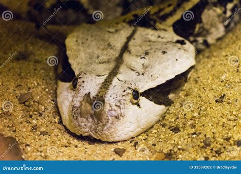 Gaboon Viper Head Shot Stock Photography - Image: 33599202