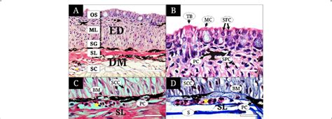 The histology of the dorsal snout and operculum skin of Tridentiger... | Download Scientific Diagram