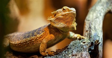 Bearded Dragon - A-Z Animals