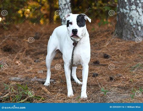 White and Black American Bulldog and Boxer Mix Dog Outside on Leash Stock Photo - Image of leash ...