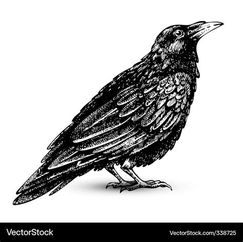 Raven Royalty Free Vector Image - VectorStock